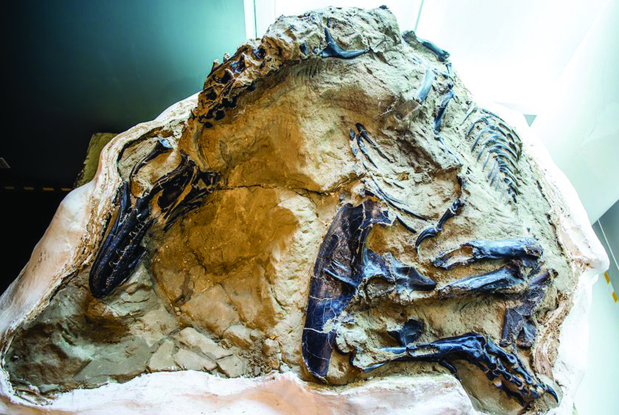 “Dueling Dinosaur” Fossil