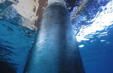 diamondwrap-subsea-riser-rehabilitation-in-caribbean-4